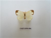 藏品(淡色黃蝶)的圖片